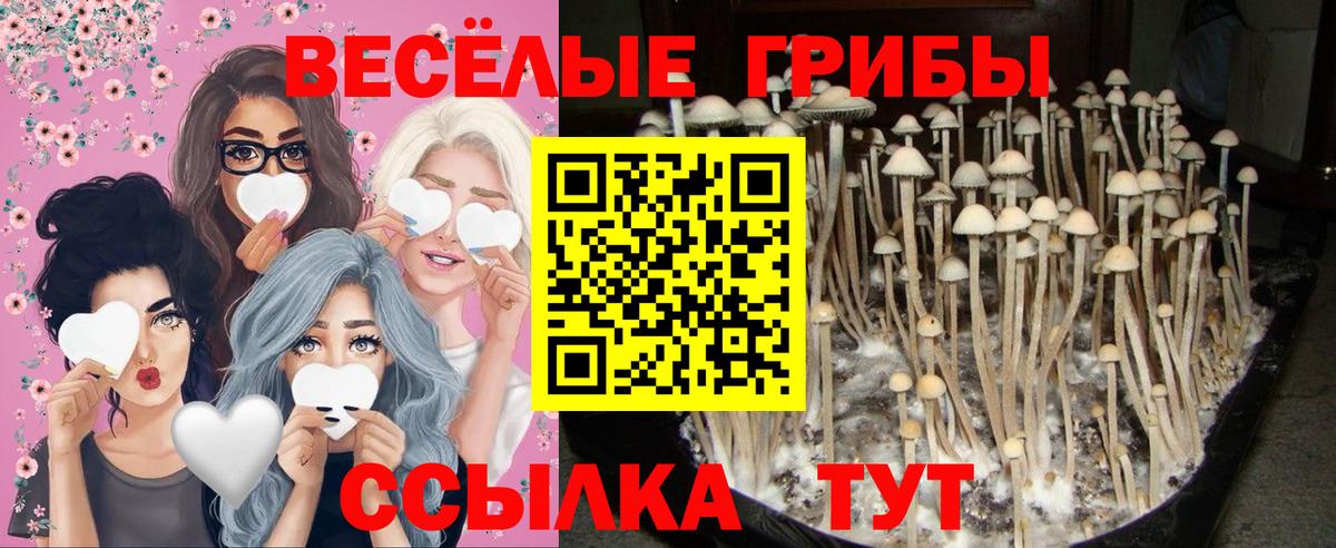 Галлюциногенные грибы Psilocybine cubensis  Вход с VPN  Юрга 